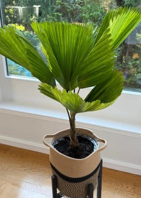Indoor Licuala Fan Palm in a decorative basket pot near a window, featuring oversized circular fan-shaped tropical foliage.