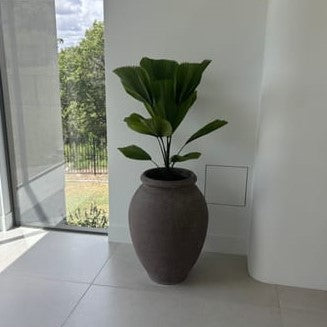 Licuala Fan Palm in a large gray decorative pot placed in the corner of a house, featuring broad circular fan-shaped tropical foliage.