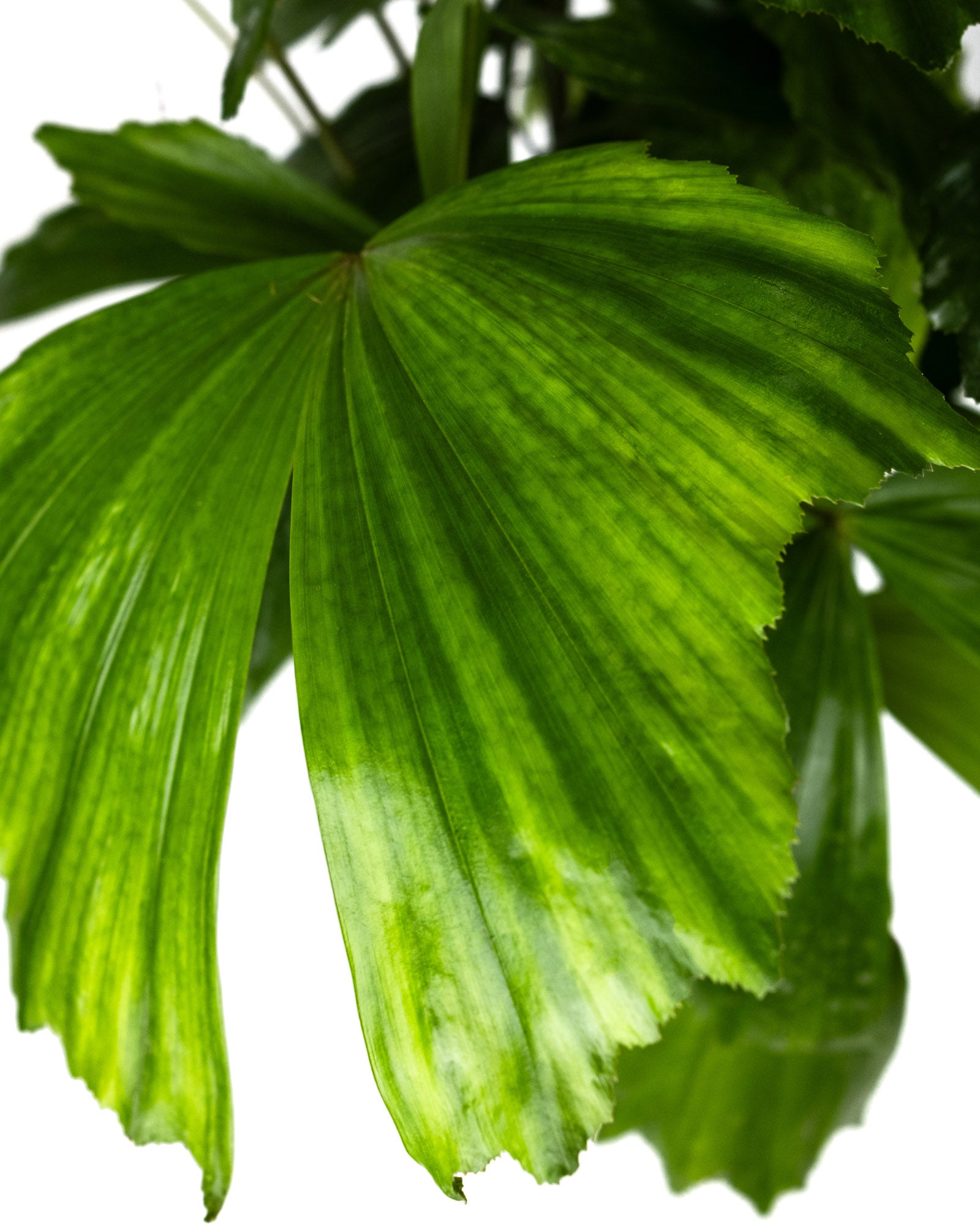 Close-up of a glossy green Fish Tail Palm leaf with distinctive jagged fishtail-shaped edges and visible textured veining against a white background.