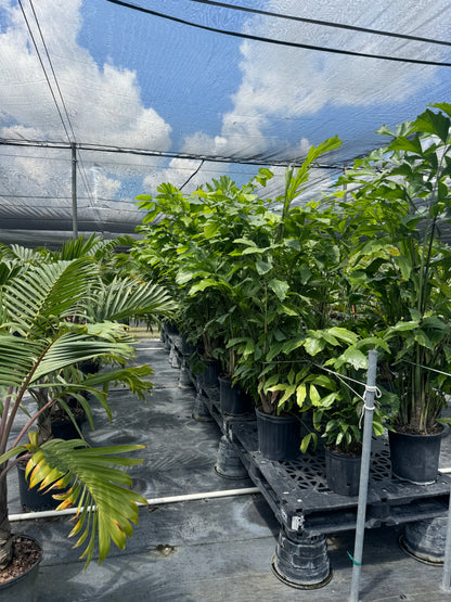 Rows of mature Caryota Mitis Fish Tail Palms displayed in a greenhouse nursery under shade cloth, featuring lush green fishtail-shaped leaves and full tropical growth.