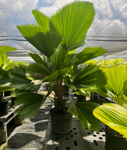 Mature Licuala Fan Palm in a 7 gallon black nursery pot featuring dramatic circular pleated green fronds displayed under greenhouse shade cloth among tropical plants