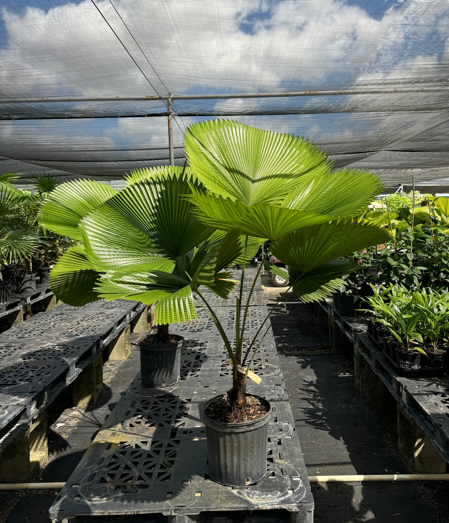 Mature Licuala Fan Palm with enormous pleated circular green leaves growing in a 2 gallon black nursery pot inside a tropical greenhouse under filtered sunlight.