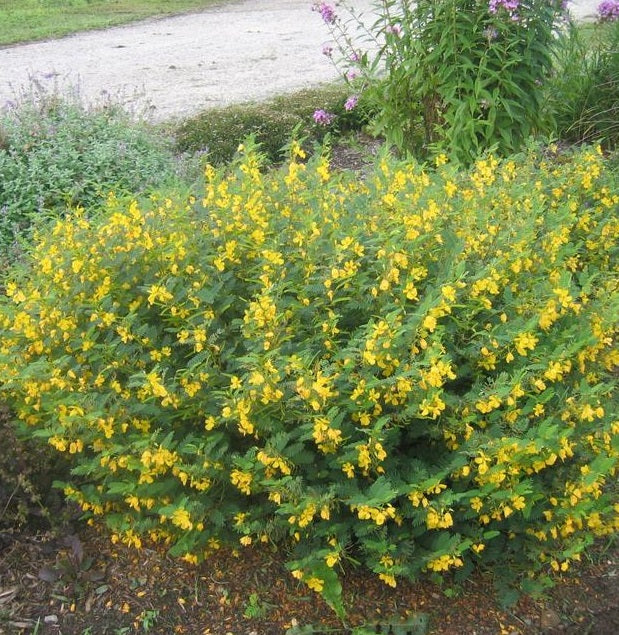 Partridge Pea, Chamaecrista Fasciculata