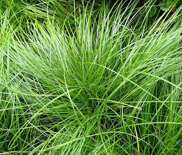 Pennsylvania Sedge, Carex Pensylvanica Grass