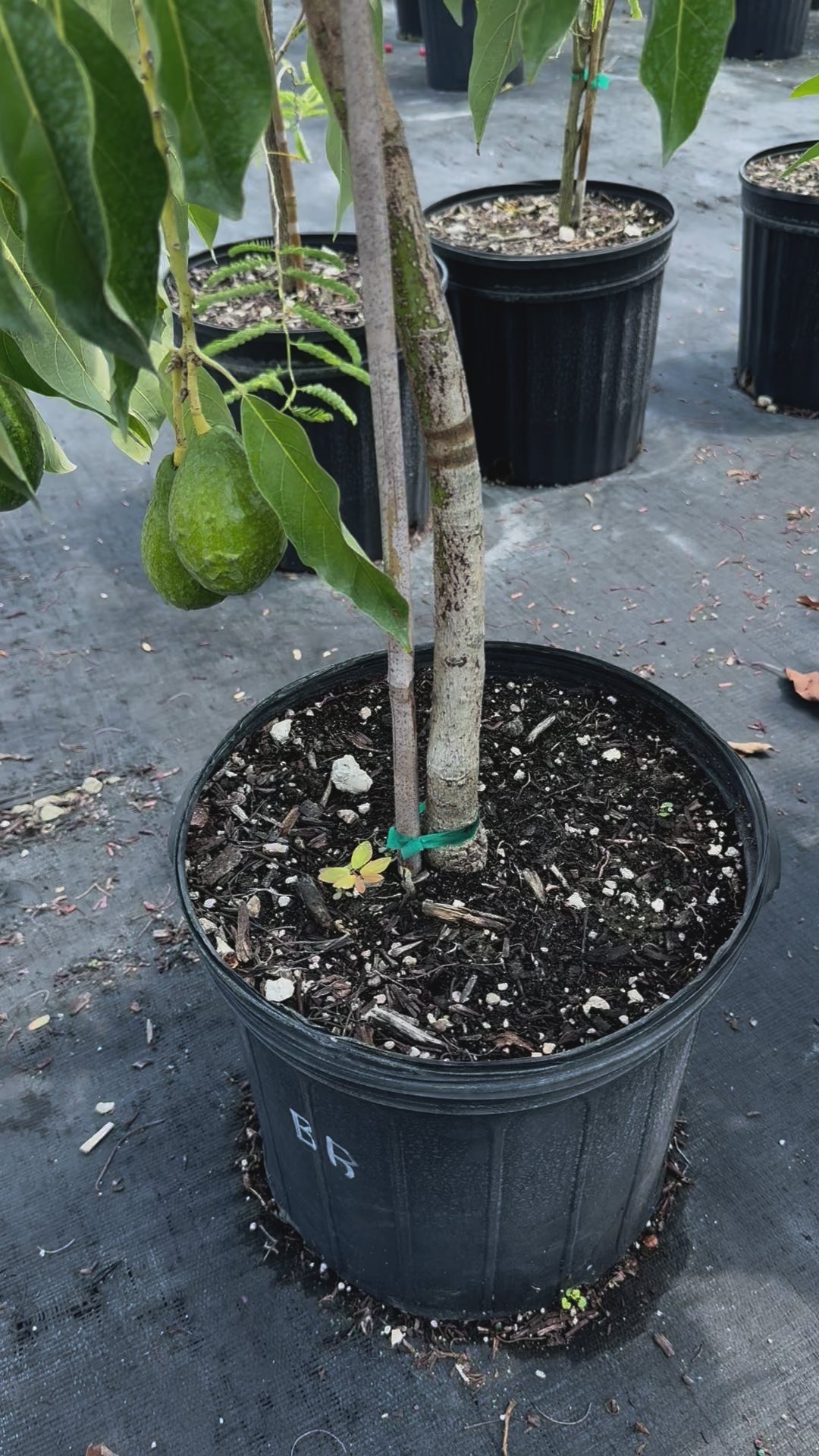 Grafted Avocado (Persea Americana) Fruit outlet Grafted live tree (10in to 2 ft)