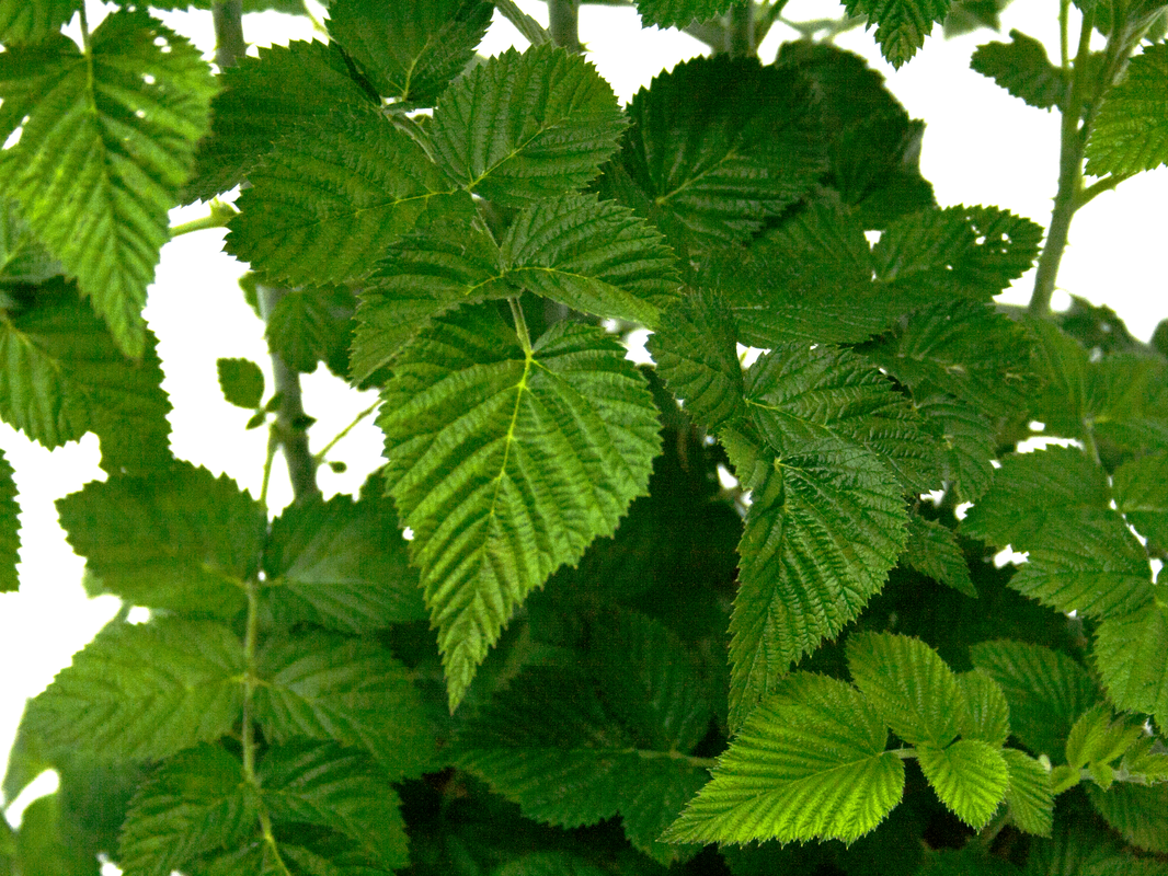 Thornless Blackberry Bush Fruit Tree, Rubus fruticosus &