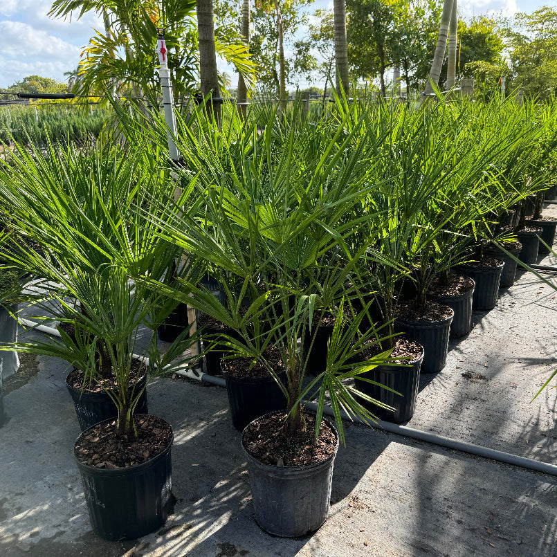 planting windmill palm trees Windmill Palm Tree, Cold Hardy Fortune Palm