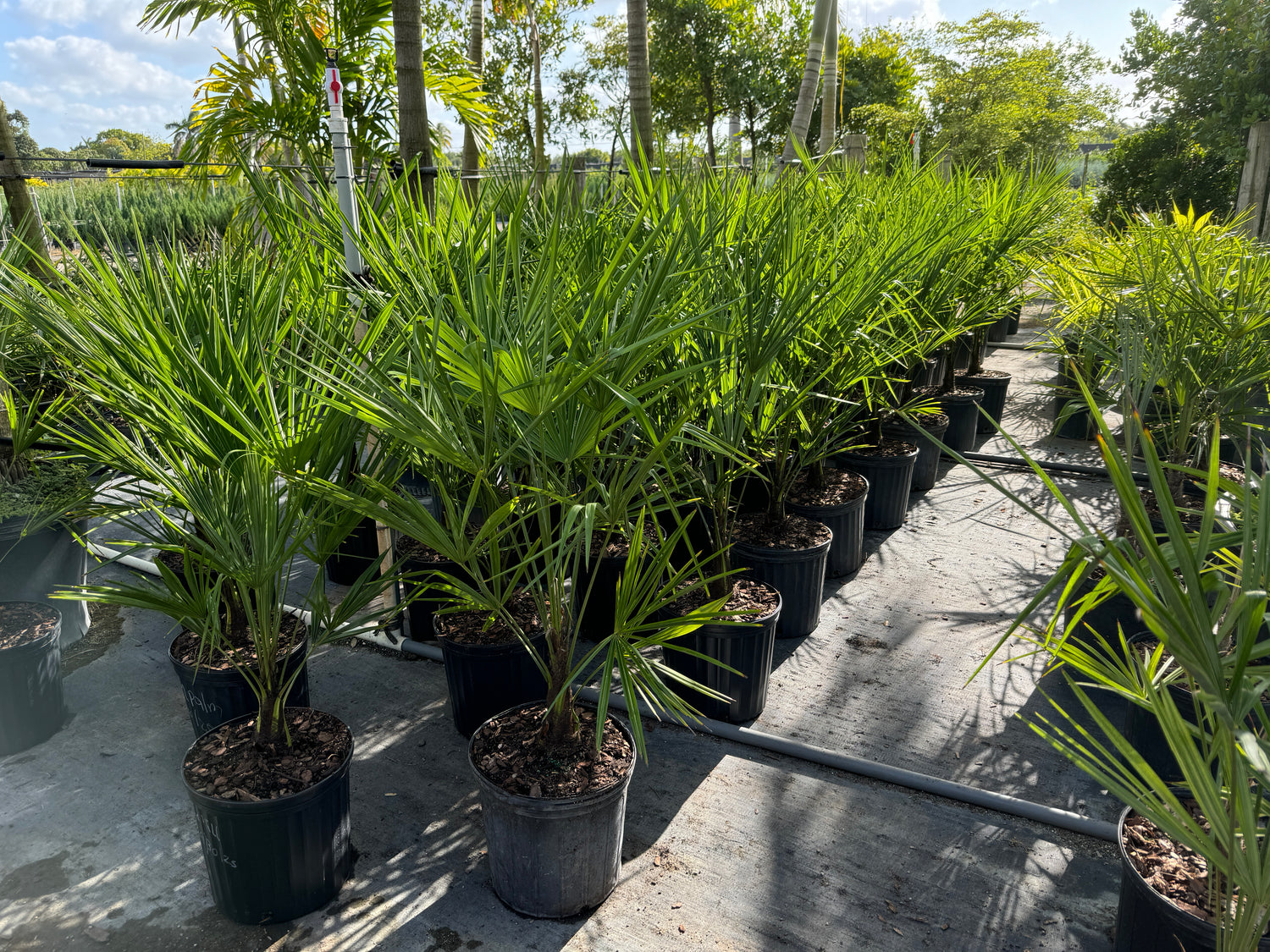 Rows of mature windmill palms growing in 2 gallon black nursery pots outdoors featuring upright fan-like green foliage under bright sunlight