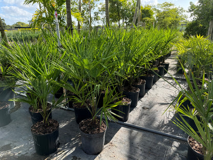 Rows of mature windmill palms growing in 2 gallon black nursery pots outdoors featuring upright fan-like green foliage under bright sunlight