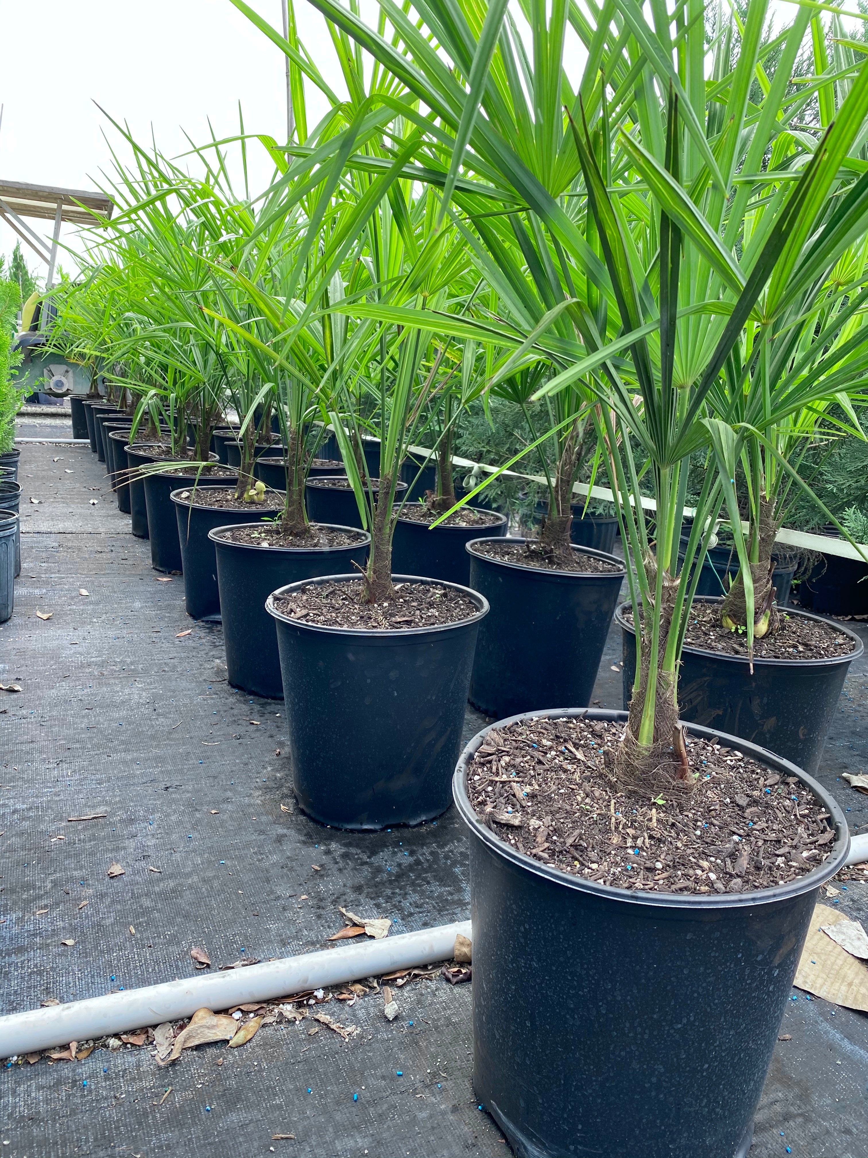 Rows of young windmill palms in 2 gallon black nursery pots inside an outdoor greenhouse growing area with tall fan-shaped green fronds extending upward.