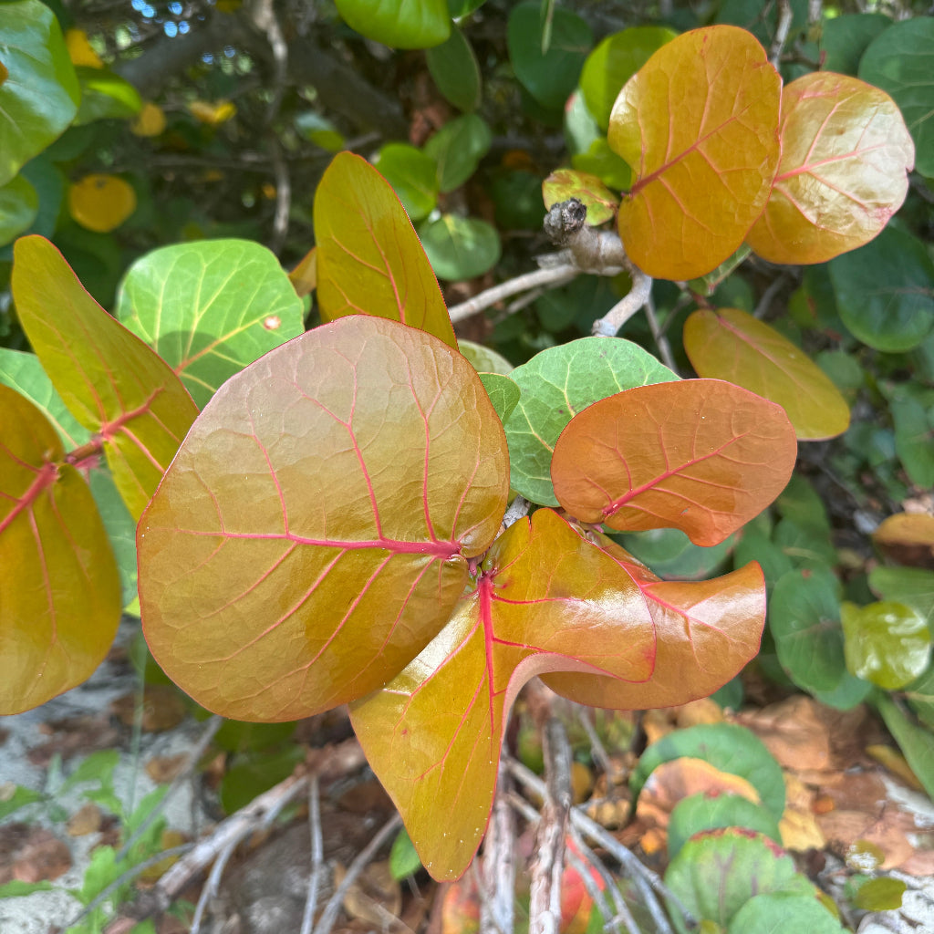 Close-up of tropical sea grape tree leaves with large oval shapes in golden orange and green, featuring prominent pinkish-red veins, growing outdoors among other foliage.