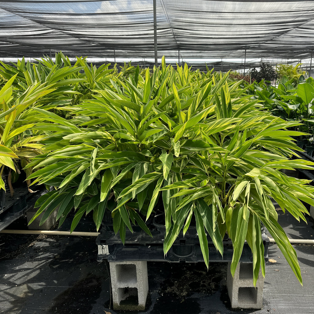 A large variegated shell ginger plant with green and yellow leaves, growing in a black nursery tray on a cinderblock stand inside a greenhouse under shade cloth.