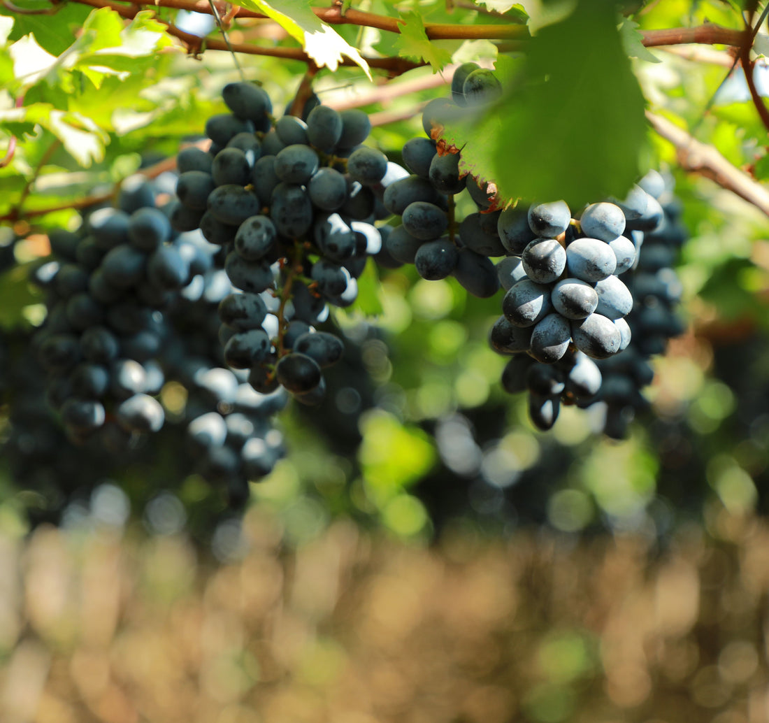 Muscadine Southern Home Grape vine Muscadinia Vitus Rotundifolia