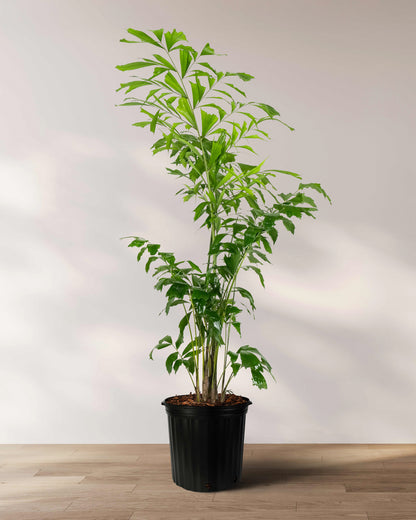 Tall Fish Tail Palm with multiple slender stems and layered bright green fishtail-shaped leaves growing in a 2 gallon black nursery pot against a neutral indoor background.