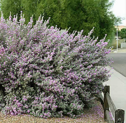 Texas Sage, Silverleaf Purple Sage