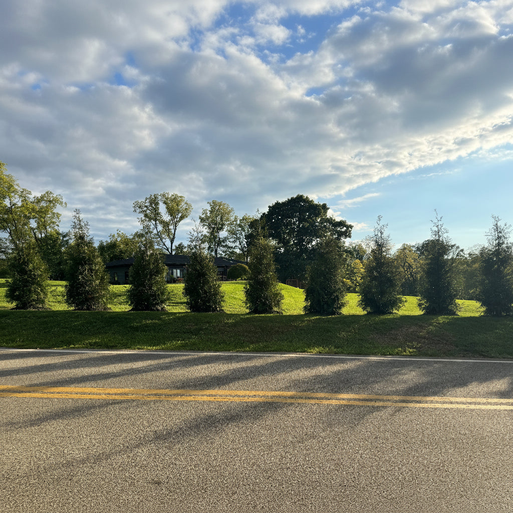 Thuja Green giant planted for privacy