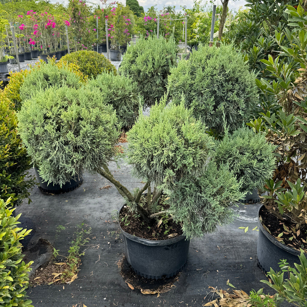 Topiary Blue Point Juniper 5gal
