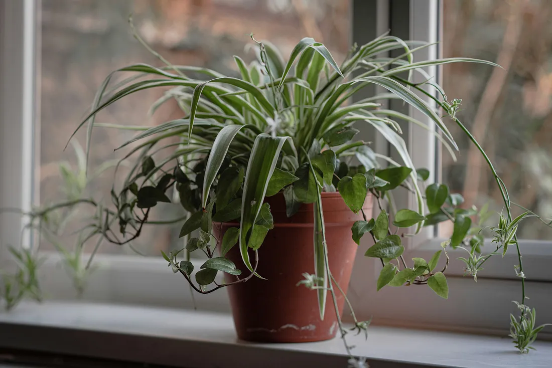 How to Propagate Spider Plants? – Eureka Farms