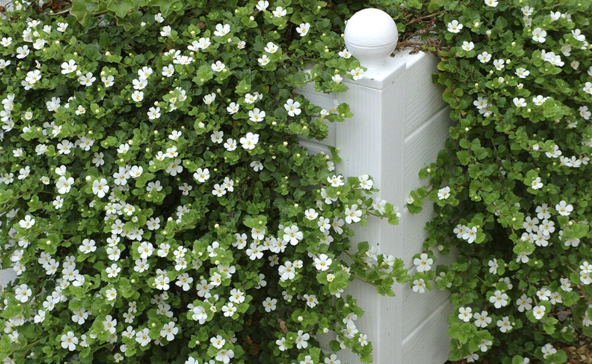 Trailing 5 Reasons Trailing Houseplants Make The Perfect Starter Plant – Eureka ...