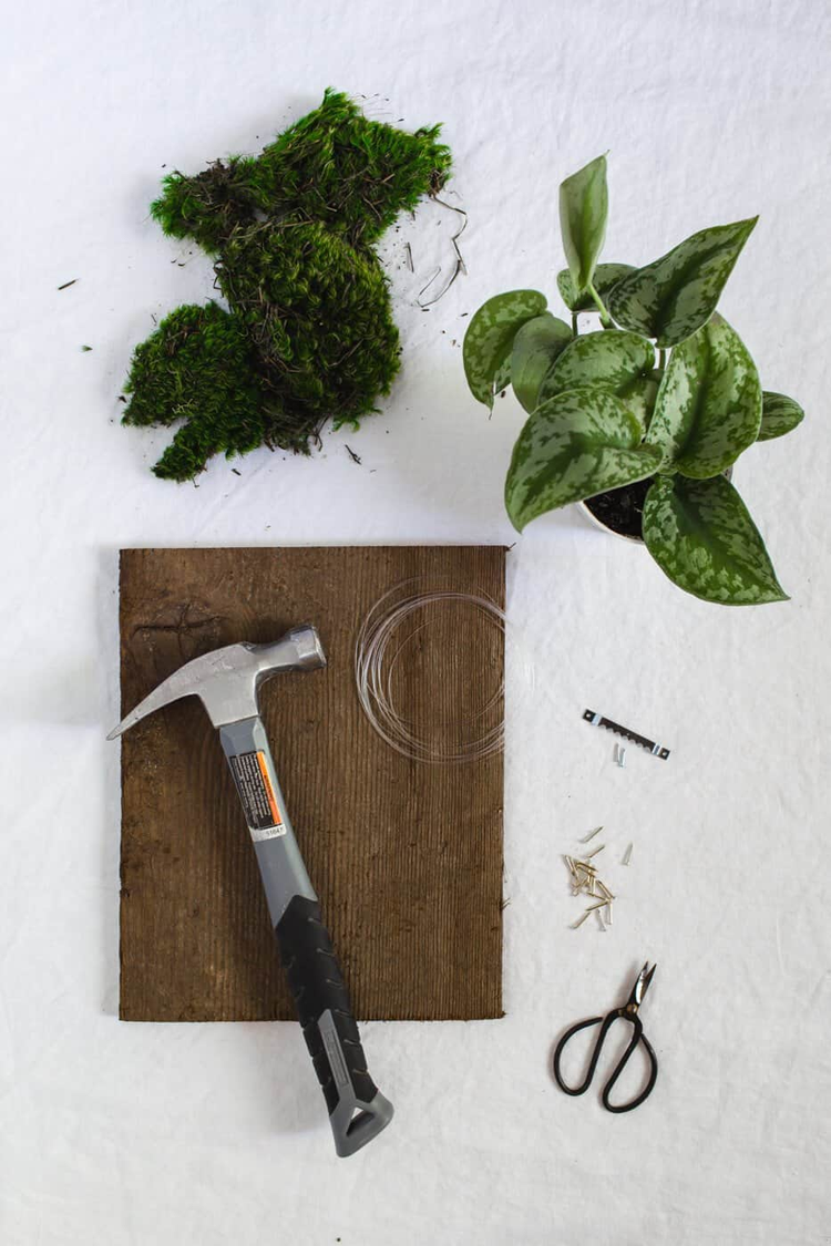 How To Mount A Plant? – Eureka Farms