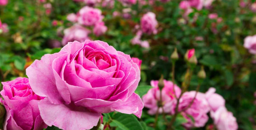 The Different Types of Roses: Perfect Bloom for Your Garden – Eureka Farms