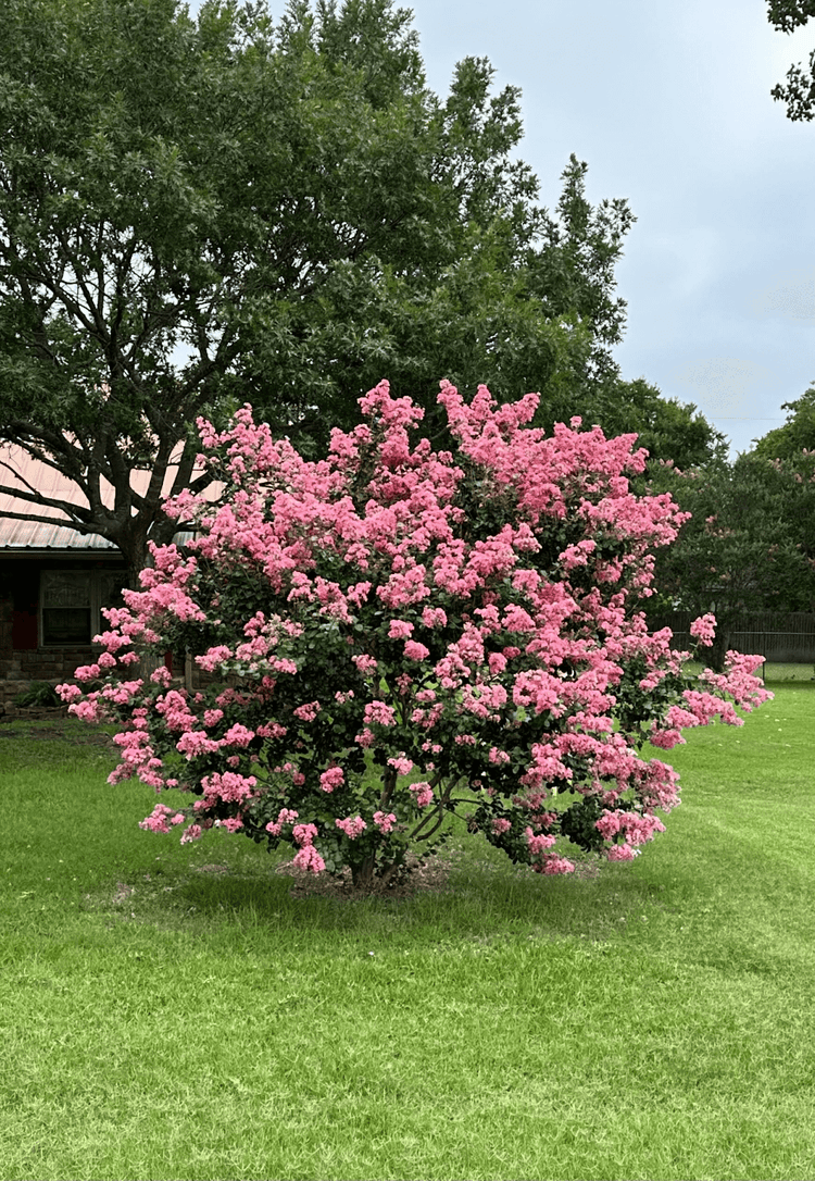 How to Choose The Right Crape Myrtle Tree – Eureka Farms