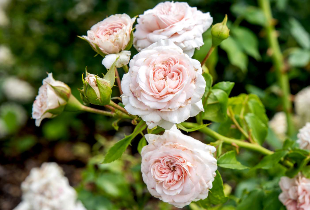 The Different Types of Roses: Perfect Bloom for Your Garden – Eureka Farms