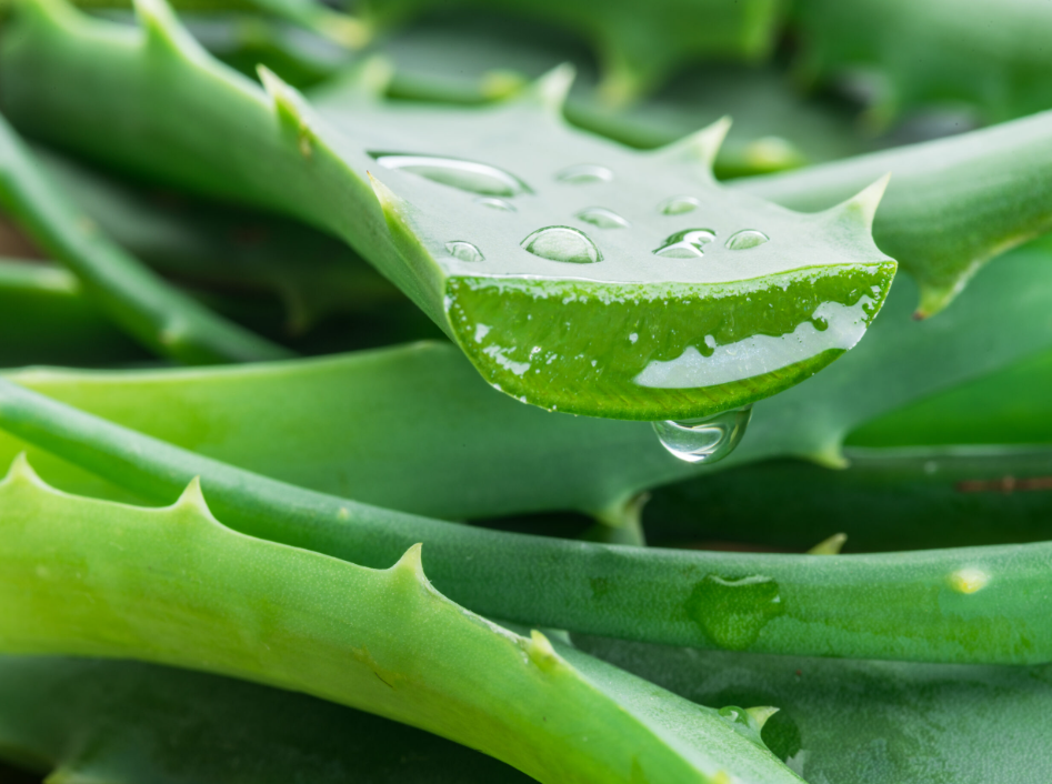 10 Best Plants for the Kitchen Eureka Farms