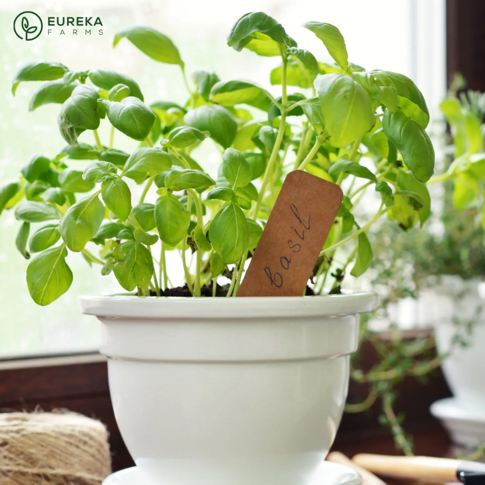 10 Best Kitchen Houseplants for Freshness & Style – Eureka Farms