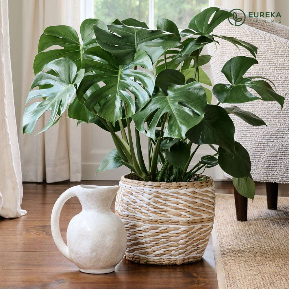 10 Best Kitchen Houseplants for Freshness & Style – Eureka Farms