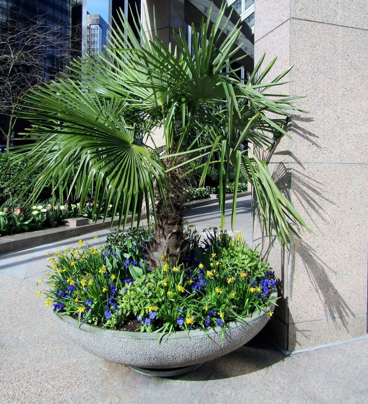 Outdoor windmill palm with a textured trunk and broad fan-like green leaves growing in a large decorative concrete planter filled with purple and yellow flowers outside a modern building entrance.