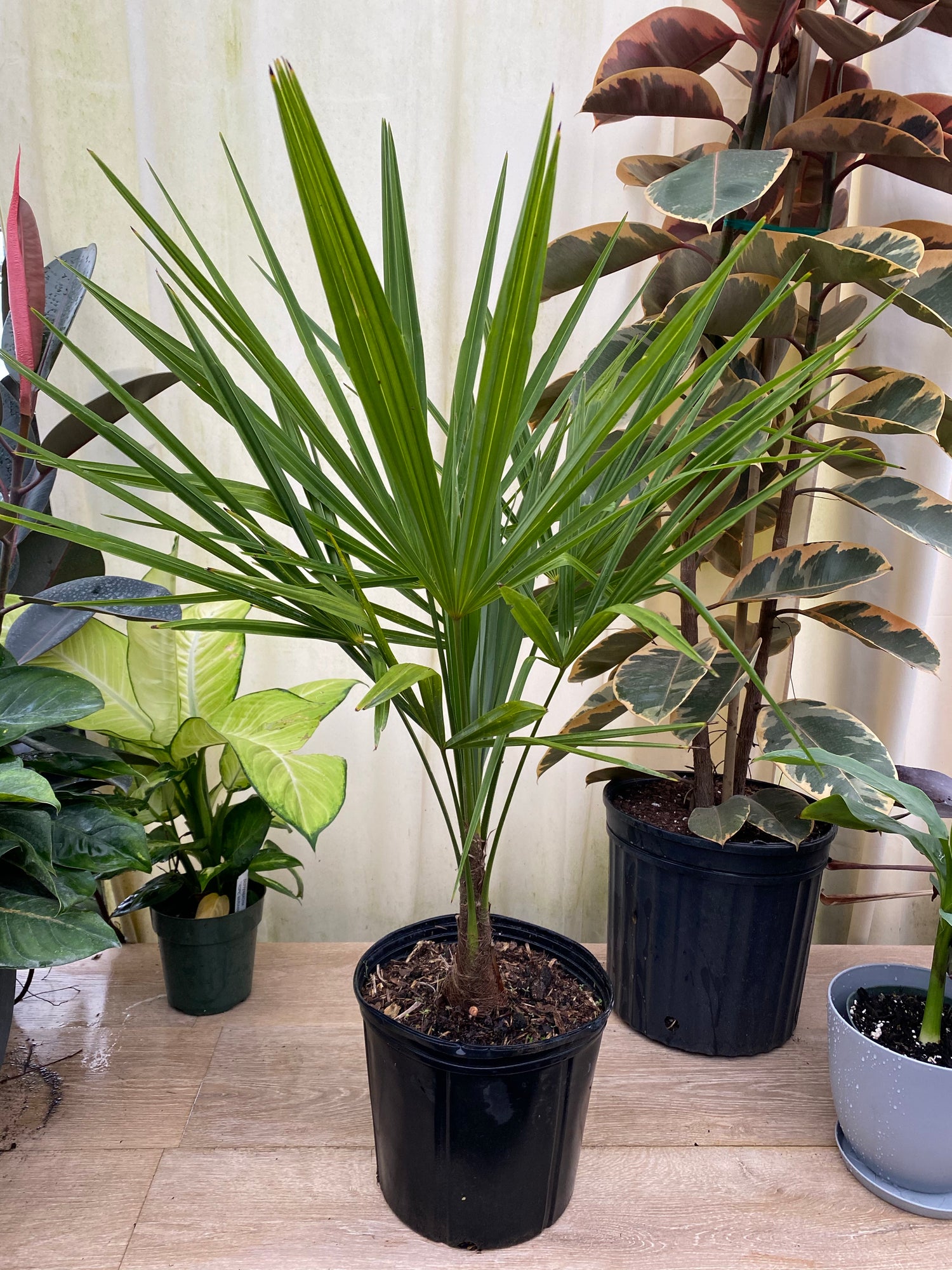 Young windmill palm with upright fan-shaped green fronds and a slender textured trunk growing in a 1 gallon black nursery pot surrounded by indoor tropical plants.