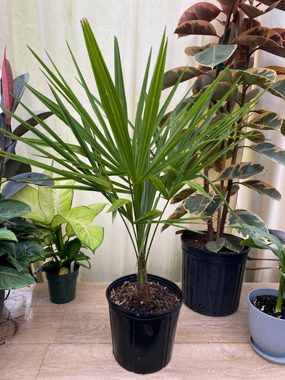Young windmill palm with upright fan-shaped green fronds and a slender textured trunk growing in a 1 gallon black nursery pot surrounded by indoor tropical plants.