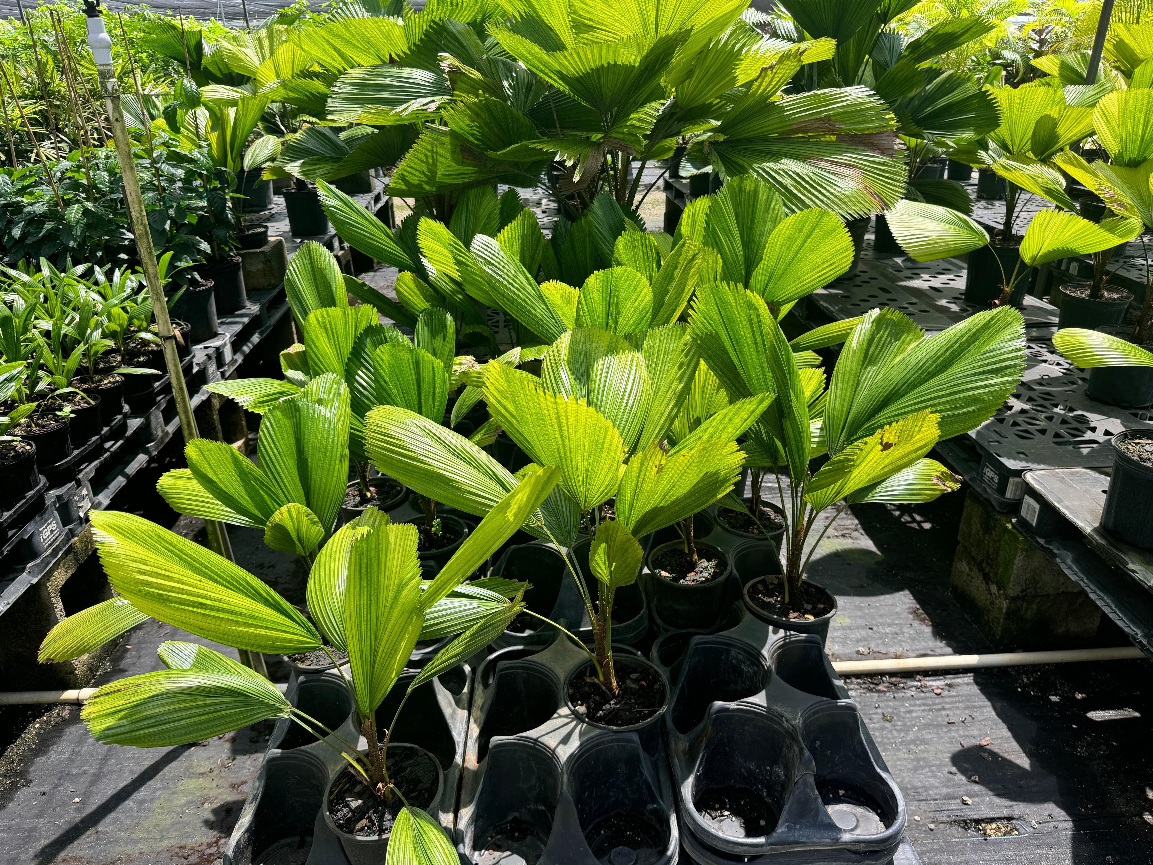 Rows of young Licuala Fan Palm plants featuring broad circular pleated foliage displayed in propagation trays at a tropical plant nursery.
