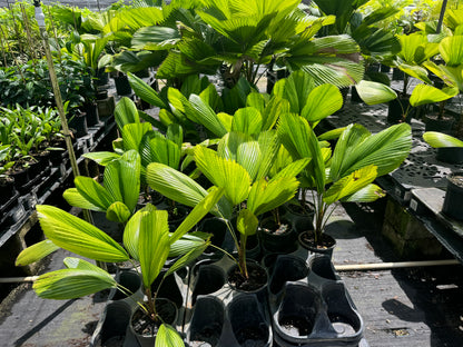 Rows of young Licuala Fan Palm plants featuring broad circular pleated foliage displayed in propagation trays at a tropical plant nursery.