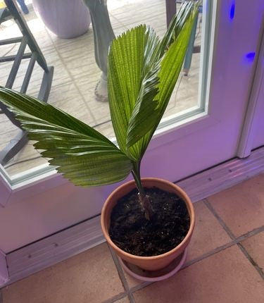 Young Licuala Fan Palm in a small terracotta pot with glossy pleated fan-shaped green leaves displayed indoors beside a glass door with purple ambient lighting.