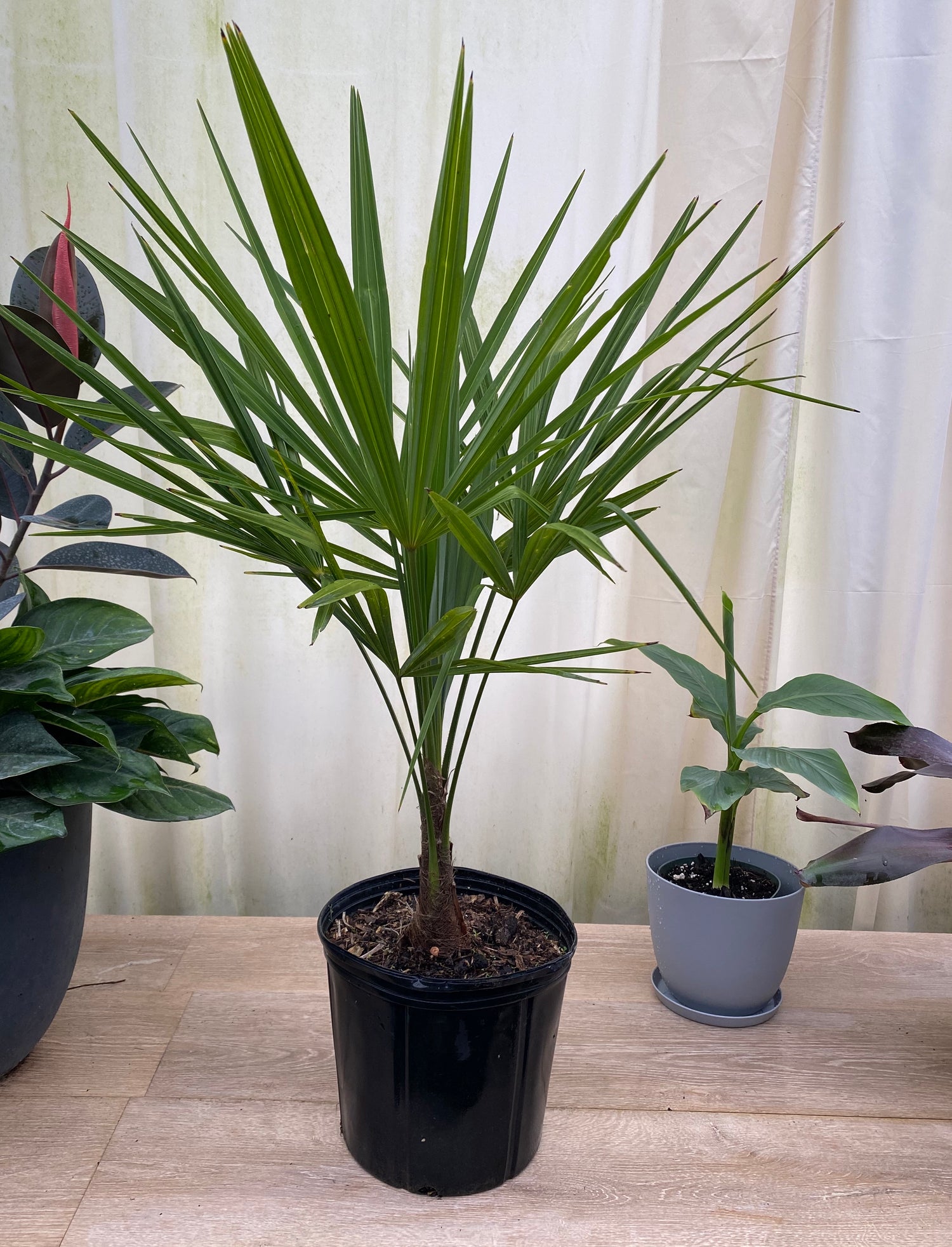 Windmill palm in a black nursery container featuring narrow fan-like green leaves and a single textured trunk displayed indoors among tropical plants