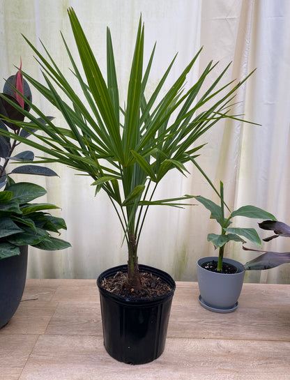 Windmill palm in a black nursery container featuring narrow fan-like green leaves and a single textured trunk displayed indoors among tropical plants