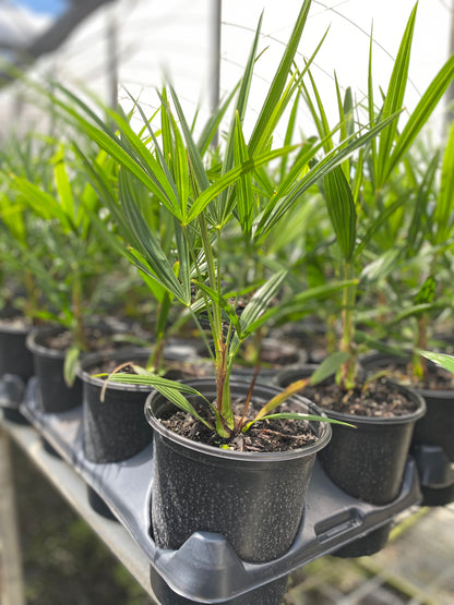 Young windmill palm seedling with upright fan-shaped green fronds growing in a small black nursery pot inside a greenhouse propagation tray