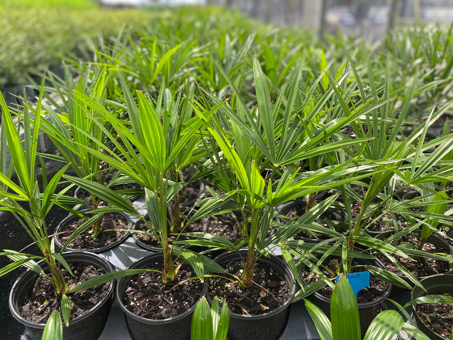 Young windmill palm plants growing in 1 gallon black nursery pots with bright green fan-shaped fronds in an outdoor plant nursery.