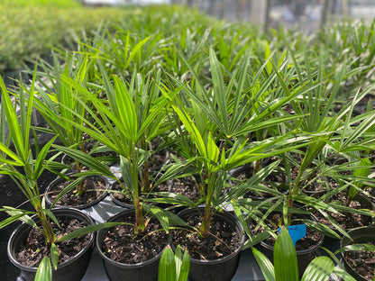 Young windmill palm plants growing in 1 gallon black nursery pots with bright green fan-shaped fronds in an outdoor plant nursery.