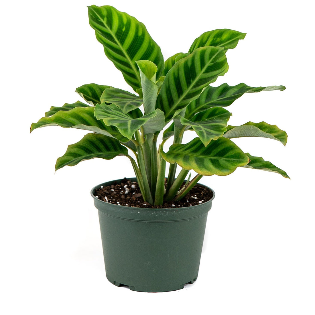 Calathea Zebrina Prayer Plants