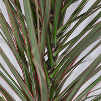 Dracaena Dragon Tree Bicolor Bush