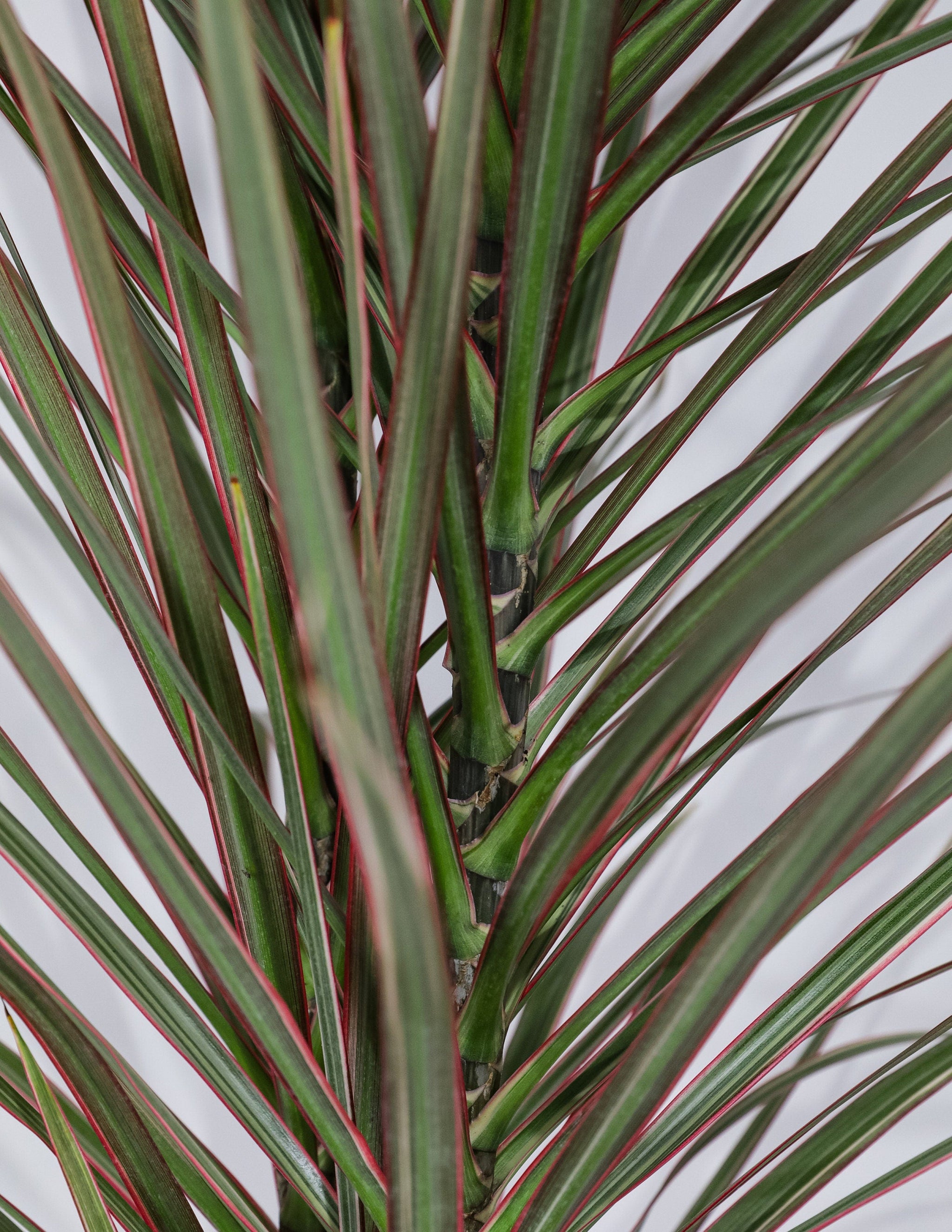 Dracaena Dragon Tree Bicolor, Tree Form – Eureka Farms