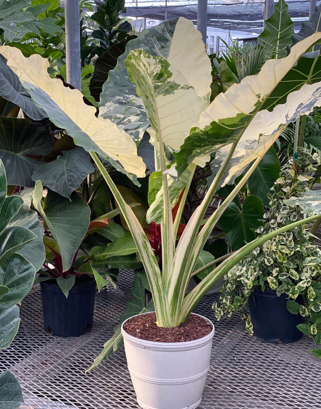 Alocasia Macrorrhiza Variegata, Collectors Rare And Exotic.