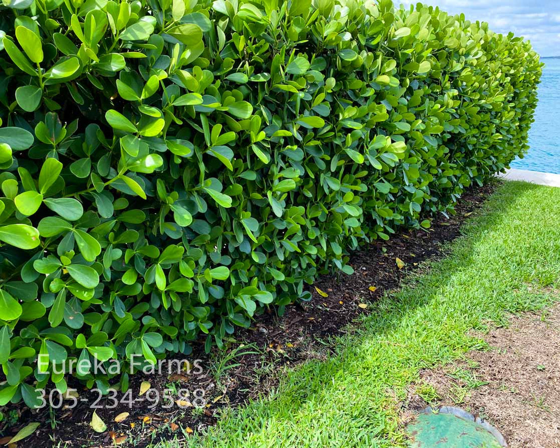 close view of CLUSIA PRIVACY HEDGE, PICKUP ONLY