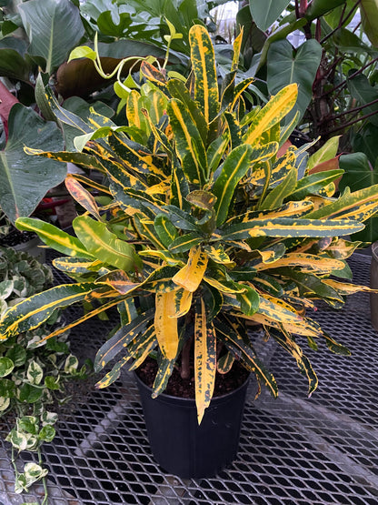 croton mammy starter Buy Our Croton Mammy Yellow