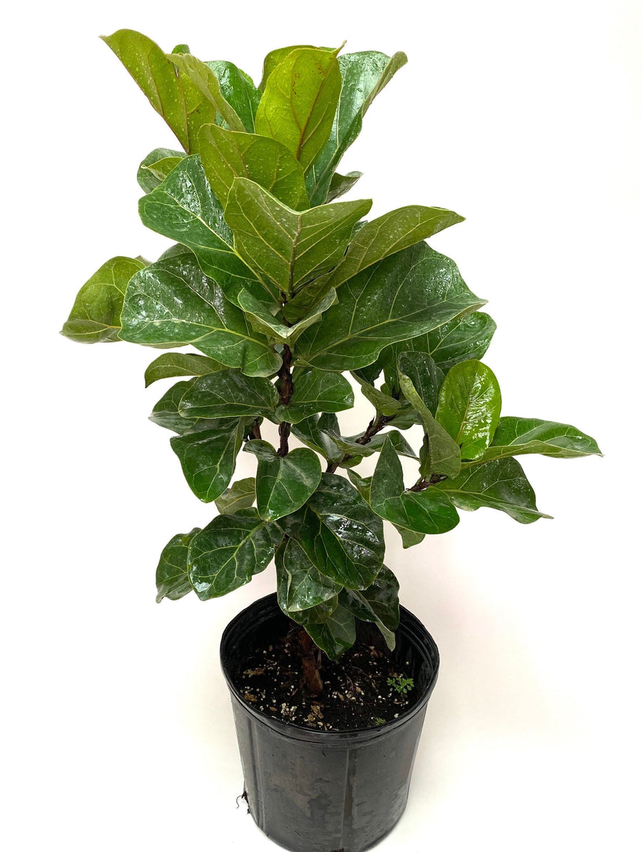 Ficus Multi Ficus Bambino Tree Form Multi, Fiddle Leaf Fig Tree – Eureka Farms