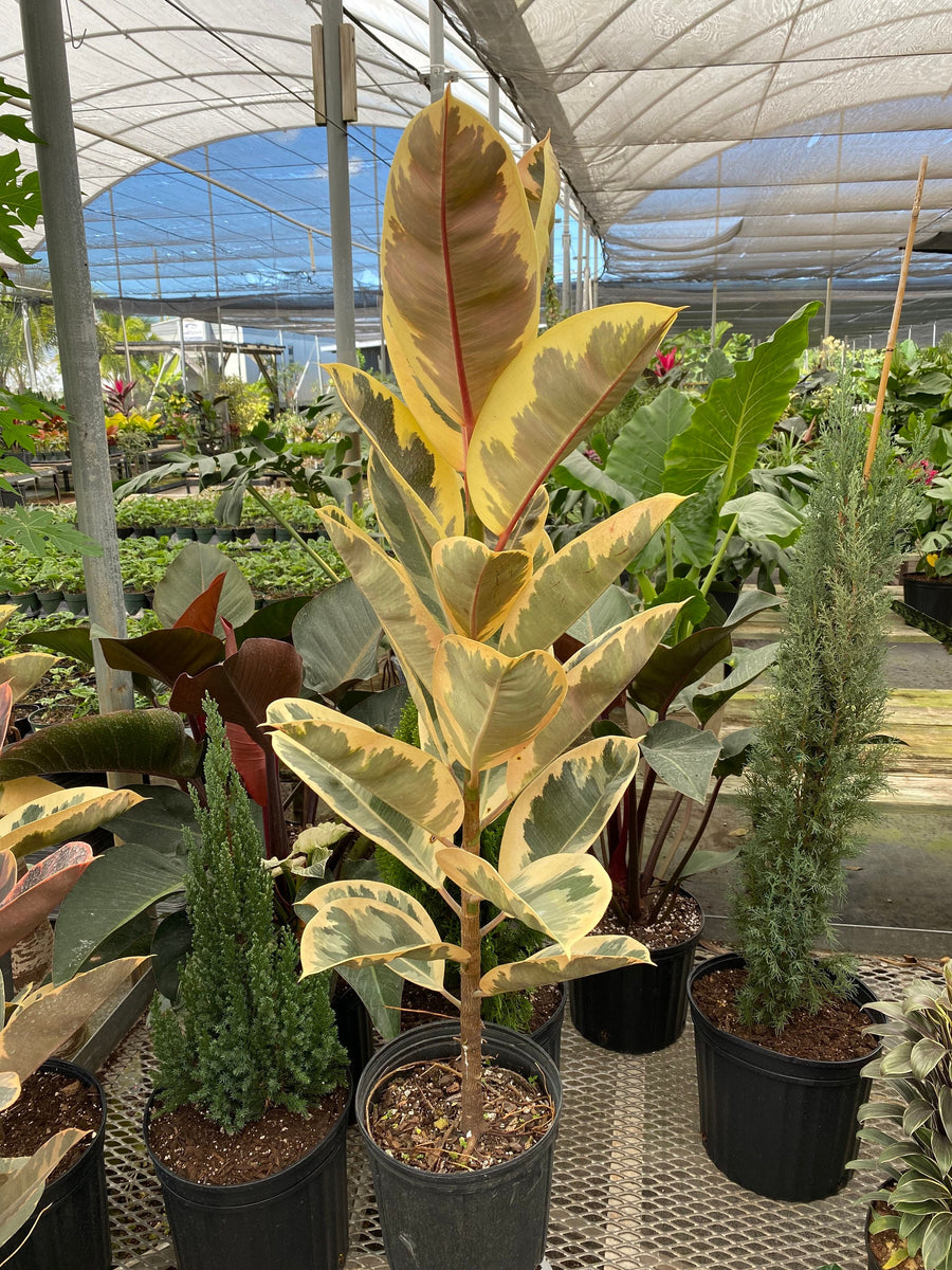 Ficus Tineke Tree Form Single, Variegated Elastica Rubber Tree Decora