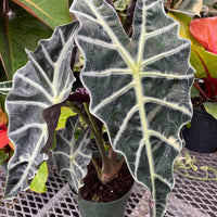 Alocasia Amazonica Polly, African Mask